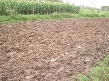 Ante el exceso de agua: Callejones de circulación de vacas, Sugerencias de manejo de corrales de alimentación, callejones, accesos y salida de la sala de ordeño. - Image 1