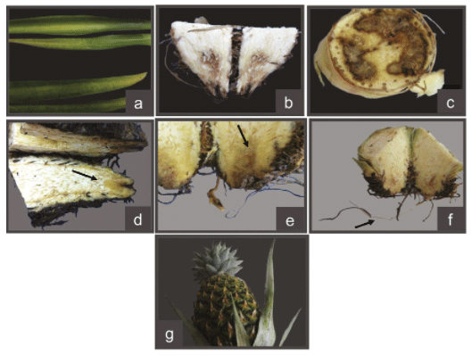 Figura 1. Síntomas asociados a la presencia de Fusarium spp. en plantas de piña. a) amarillamiento en hojas, b) necrosis en tallos al cortar longitudinalmente, c) necrosis en tallo al cortar transversalmente, d y e) tejido translúcido y acuoso, f) raíces con descortezamiento general, g) frutos asintomáticos. Costa Rica 2015-2019.