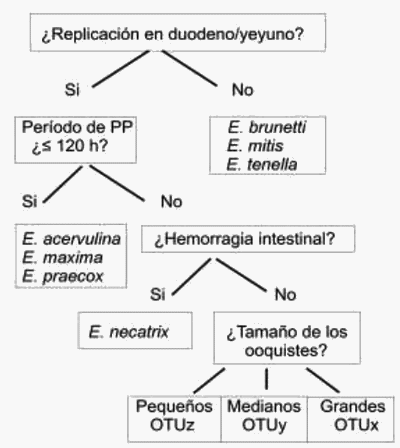 Coccidiosis. La Historia Continúa - Image 1