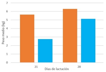 Manejo de Reproductoras: Manejo del lechón (Parte 4) - Image 7