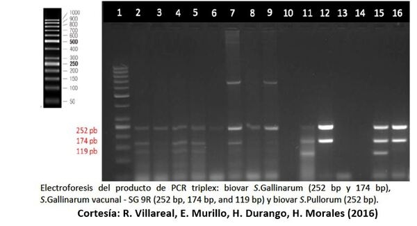 Tifosis aviar: un dolor de cabeza de mucha actualidad. Estrategias vacunales eficaces frente a esta salmonelosis aviar - Image 6