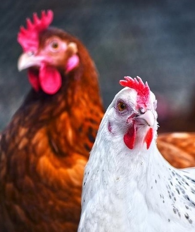 Tifosis aviar: un dolor de cabeza de mucha actualidad. Estrategias vacunales eficaces frente a esta salmonelosis aviar - Image 1