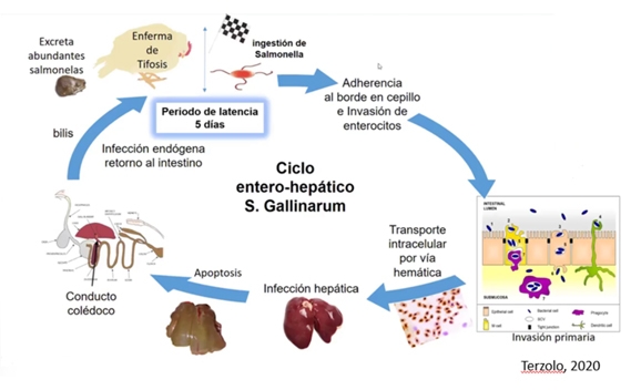 Tifosis aviar: un dolor de cabeza de mucha actualidad. Estrategias vacunales eficaces frente a esta salmonelosis aviar - Image 2