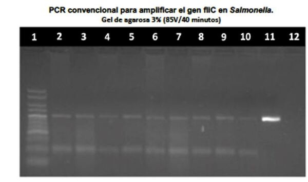 Tifosis aviar: un dolor de cabeza de mucha actualidad. Estrategias vacunales eficaces frente a esta salmonelosis aviar - Image 9