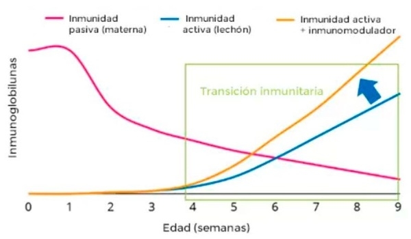 Compuestos bioactivos de algas y su impacto en el desarrollo temprano de la respuesta inmune del lechón - Image 2