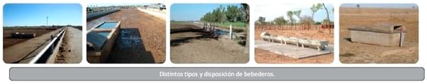 El agua de bebida. Punto clave para limitar el estrés calórico - Image 6