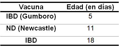 Mantener el rendimiento productivo de pollos de engorde en períodos críticos - Image 1