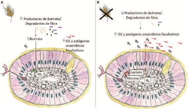 Fibra para la Nutrición de Monogástricos - Image 1