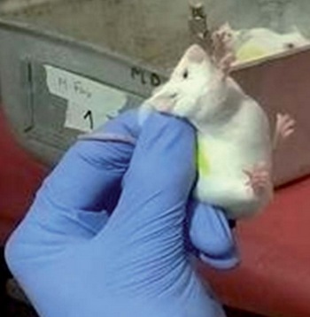Nuevas micotoxinas en el maíz. ¿Tienen efecto en la salud animal y humana? Importancia del género stenocarpella - Image 3