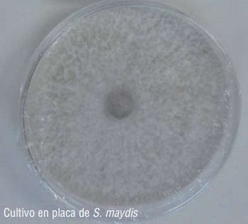Nuevas micotoxinas en el maíz. ¿Tienen efecto en la salud animal y humana? Importancia del género stenocarpella - Image 4