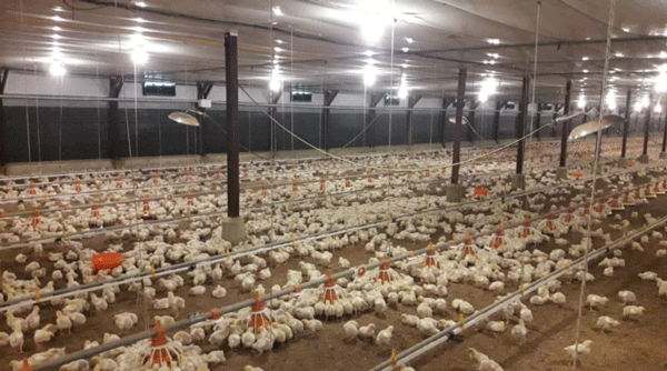 Pollos con 10 días de alojamiento.