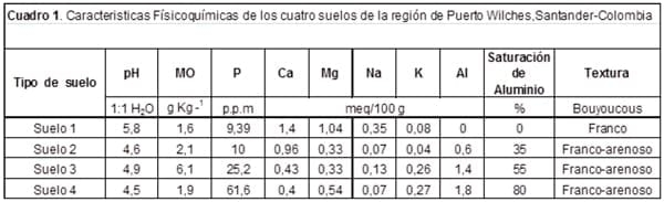 Simbiosis Micorrizica Arbuscular y Acumulación de Aluminio en Brachiaria decumbens y Manihot esculenta - Image 1