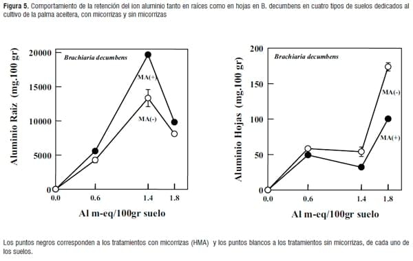 Simbiosis Micorrizica Arbuscular y Acumulación de Aluminio en Brachiaria decumbens y Manihot esculenta - Image 8