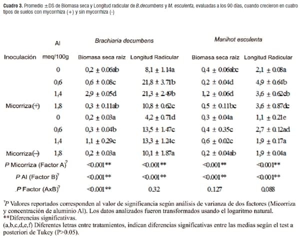Simbiosis Micorrizica Arbuscular y Acumulación de Aluminio en Brachiaria decumbens y Manihot esculenta - Image 7