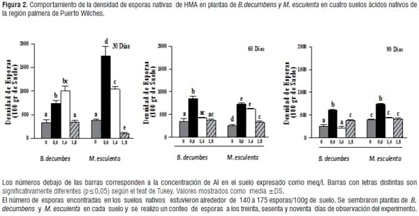 Simbiosis Micorrizica Arbuscular y Acumulación de Aluminio en Brachiaria decumbens y Manihot esculenta - Image 4