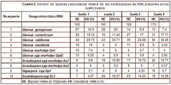 Simbiosis Micorrizica Arbuscular y Acumulación de Aluminio en Brachiaria decumbens y Manihot esculenta - Image 2