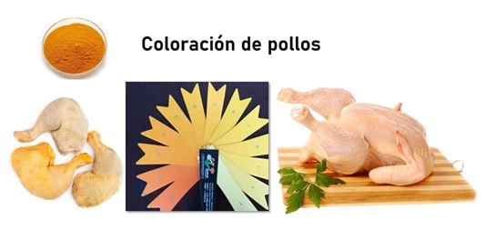 Aplicación de Pigmento (Luteína) en Pollos de Engorde - Image 1