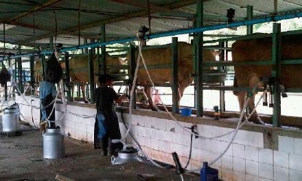 Manual Lechero como producir más y mejor leche con menos costos - Image 14