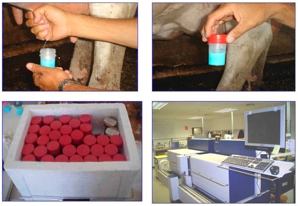 Manual Lechero como producir más y mejor leche con menos costos - Image 21