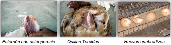 Manejo del calcio, el fósforo y otras estrategias para lograr aves viables, longevas y productivas en ciclos productivos largos - Image 1