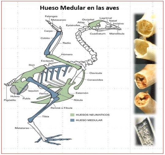 Manejo del calcio, el fósforo y otras estrategias para lograr aves viables, longevas y productivas en ciclos productivos largos - Image 2