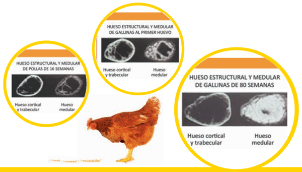 El CALCIO Y FOSFORO EN LAS GALLINAS - Image 5