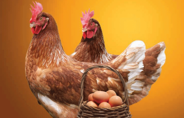 El CALCIO Y FOSFORO EN LAS GALLINAS