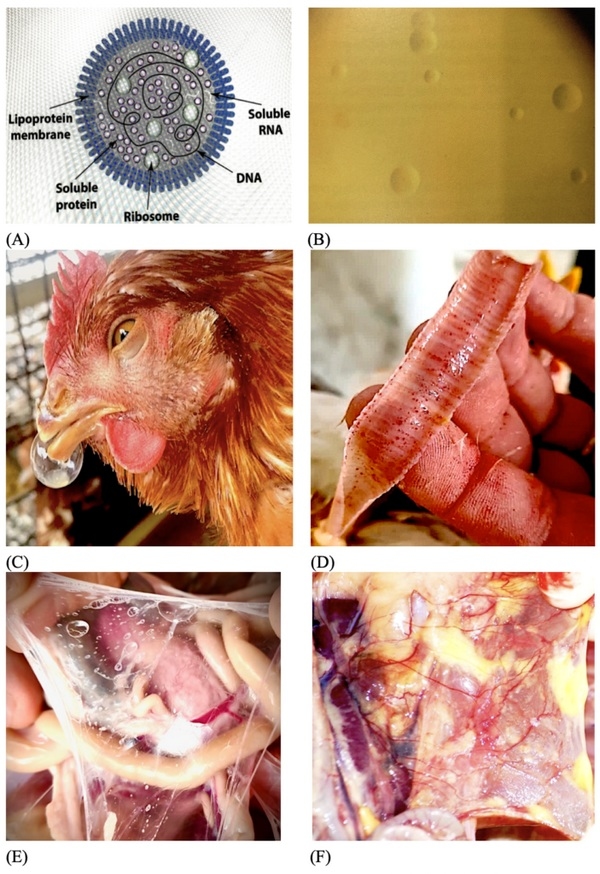 Efecto Farmacológico de la Tylvalosina (Pk/Pd) Frente a Desafíos de Mycoplasma gallisepticum en Pollos de Engorde - Image 1