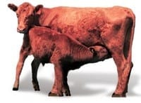  UnimagTM (*). La nueva tecnología en suplementación nutricional inyectable. - Image 2