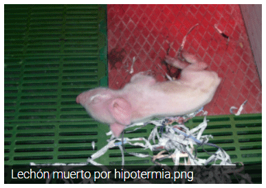 Lechón muerto por hipotermia.png