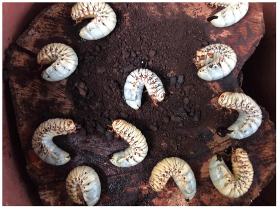 Figura 4. Grupo de Phyllophaga spp capturados por un estudiante del ITSJC en Jesús Carranza, Ver. (Fotografía: Brayan Cosco Rivera).