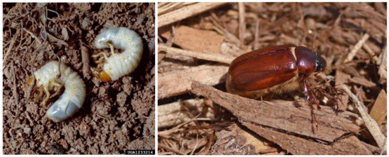 Figura 1. Phyllophaga sp.: A. Larva escarabeiforme (Clemson University - USDA Cooperative Extension Slide Series, Bugwood.org), B. Adulto (Joe Boggs).