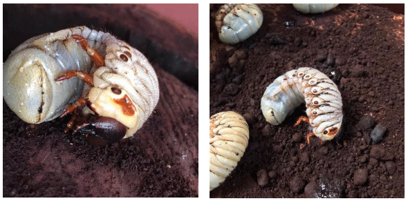Figura 2. Phyllophaga spp capturados por estudiante del ITSCJ en Jesús Carranza, Ver. (Fotografía: Brayan Cosco Rivera).