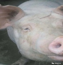 Mecanismo de acción del ácido biliar contra micotoxinas en cerdos - Image 2
