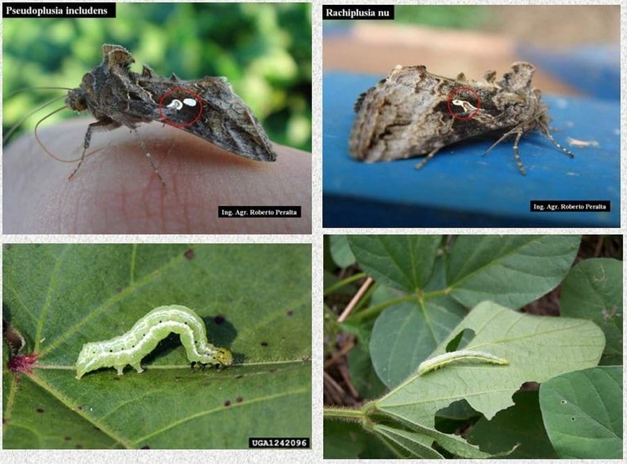 Para poder usar insecticidas poco tóxicos hay que hacer inteligencia - Image 6