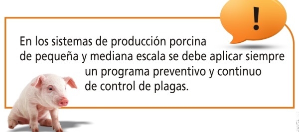 Control de plagas vectoras en granjas porcinas - Image 12