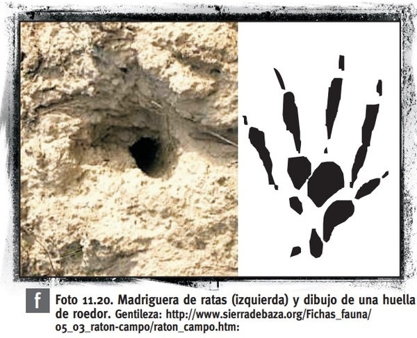 Control de plagas vectoras en granjas porcinas - Image 26