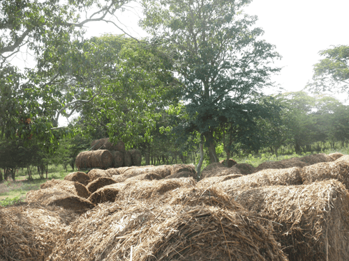 El Kudzu tropical (Pueraria phaceoloides) el equivalente de la alfalfa para la producción de heno en el trópico. - Image 6
