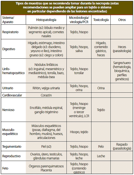 TOMA DE MUESTRAS DURANTE LA NECROPSIA EN GANADO PORCINO - Image 1