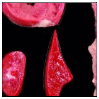 Figura 4. Toma de muestras de tejido para estudio histopatológico. Las muestras no deberían exceder 0,5 cm de grosor para facilitar su fijación; el intestino se debe abrir longitudinalmente.