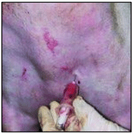 Figura 2. Toma de sangre in vivo de la vena yugular.