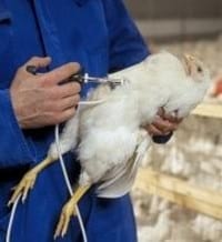 Prevención y control de las principales enfermedades de las gallinas de postura - Image 3