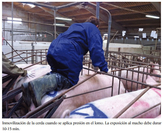Inmovilización de la cerda cuando se aplica presión en el lomo. La exposición al macho debe durar 10-15 min.