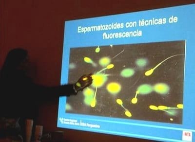 Inseminando porcinos - Image 1