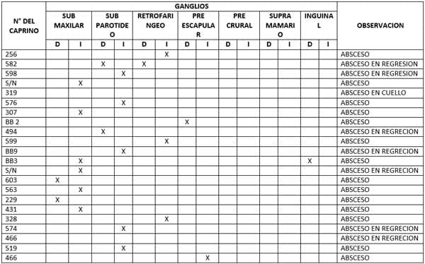 Informe técnico: evaluación de ovinos y caprinos con evaluación de ganglios linfáticos - Image 2