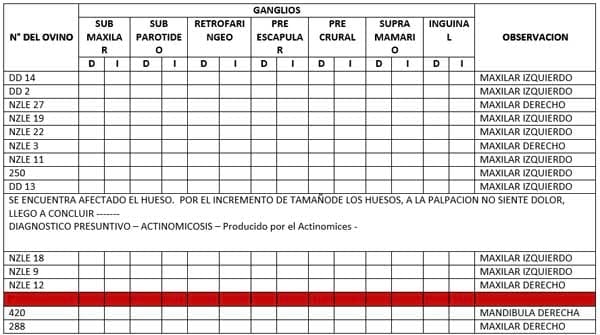 Informe técnico: evaluación de ovinos y caprinos con evaluación de ganglios linfáticos - Image 1