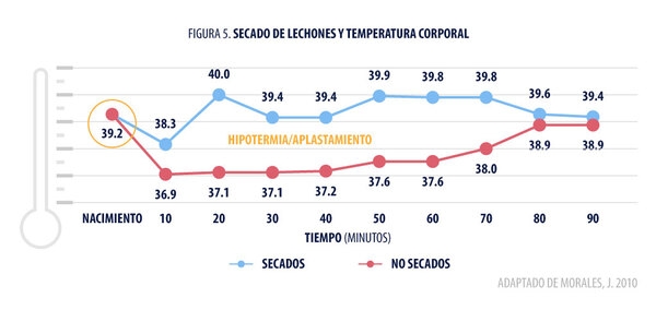 Los tres básicos en la atención y manejo del lechón recién nacido - Image 7