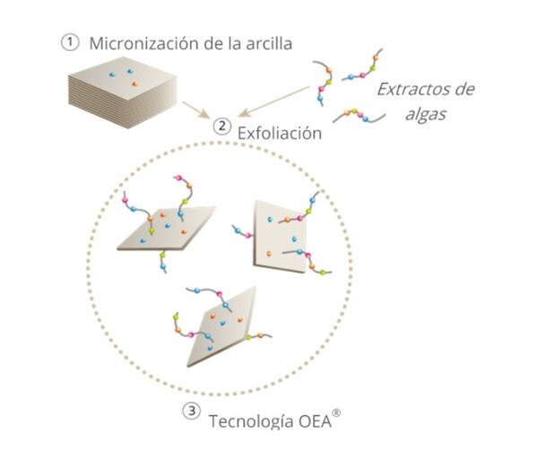 Programa nutricional enfocado en digestión: complejo algo-arcilla aumenta la actividad enzimática - Image 1