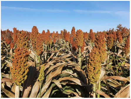 Fig.5.Cultivo de sorgo mostrando el efecto de una helada temprana, en la coloración de las hojas superiores y tallos verdes. Panojas con alto potencial de rendimiento ; la parte basal de las mismas presentan granos con pericarpios de color mas claro respecto al extremo distal.Para comprobar si se encuentra en madurez fisiológica debe buscarse el “punto negro” sacando el grano y observándolo en su base (inserta entre las glumas). Fuente: Gentileza Ing Agr Martin Liggera. Campaña 2022 (2/02/22).