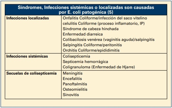 COLIBACILOSIS EN PONEDORAS: UN RESUMEN - Image 1
